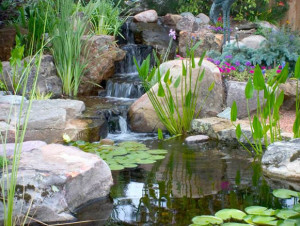 Pond Maintenance Jobs To Keep your pond healthy