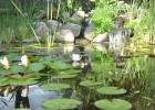 How to choose the right pond for you