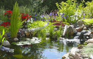 Natural backyard garden pond