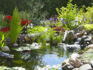 Natural backyard garden pond