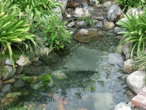 Garden Pond