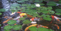 Koi pond with aquatic plants