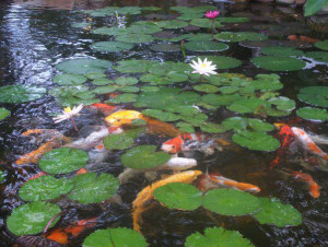 Koi pond with aquatic plants