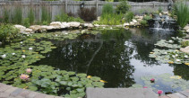 Large natural pond