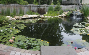 Large natural pond