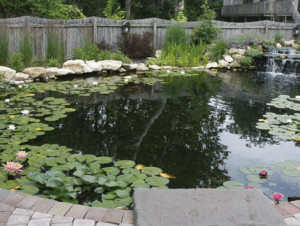 Large natural pond