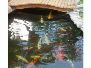 Koi pond with bridge