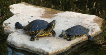 Building a turtle pond