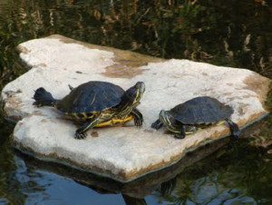 Building a turtle pond