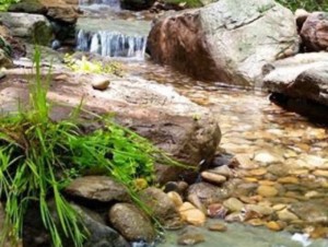 Pond And Stream – Backyard Pond